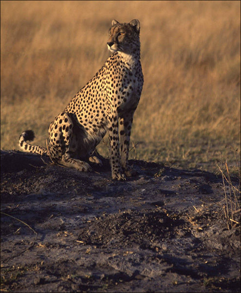 On the lookout.